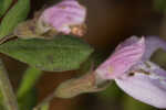 Florida calamint